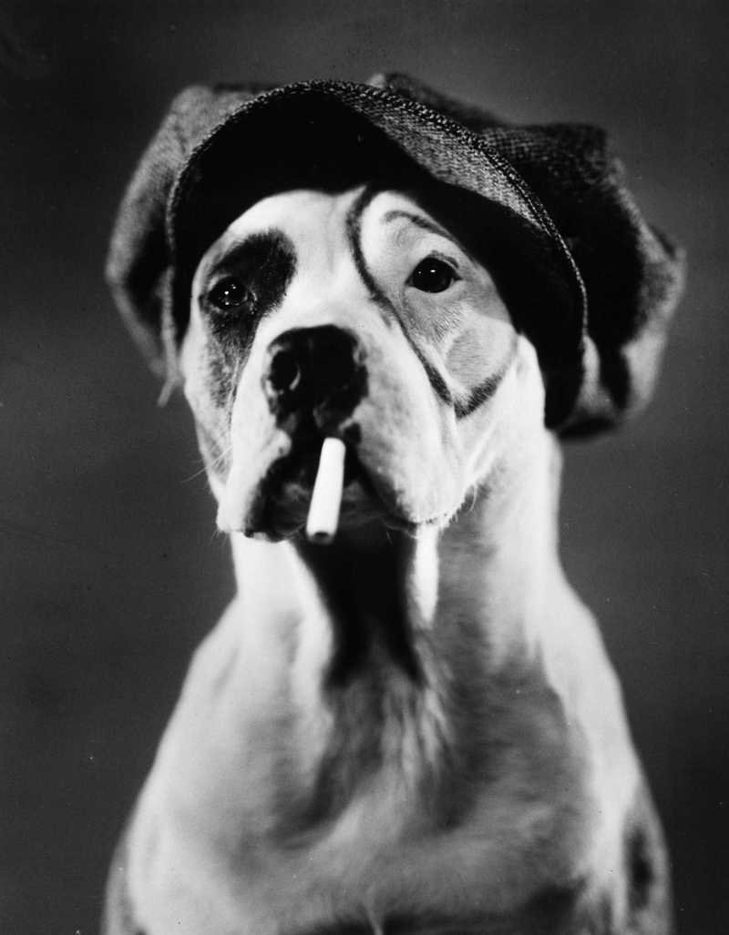 Illustration for article titled Even In The 1900s, Humans Were Obsessed With Photos Of Dogs In Clothes